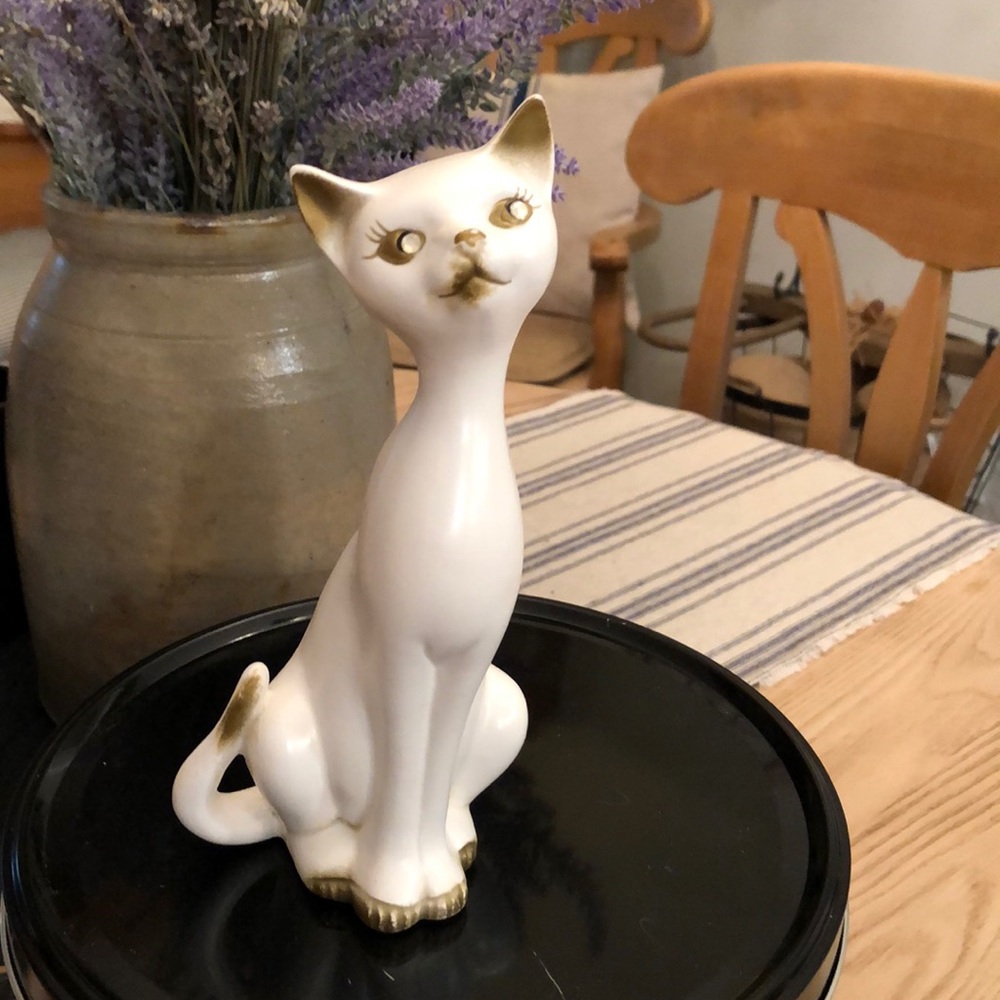 Beautiful white brown cat eyes open
